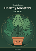 How to Grow a Healthy Monstera Indoors