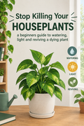 STOP KILLING YOUR HOUSEPLANTS